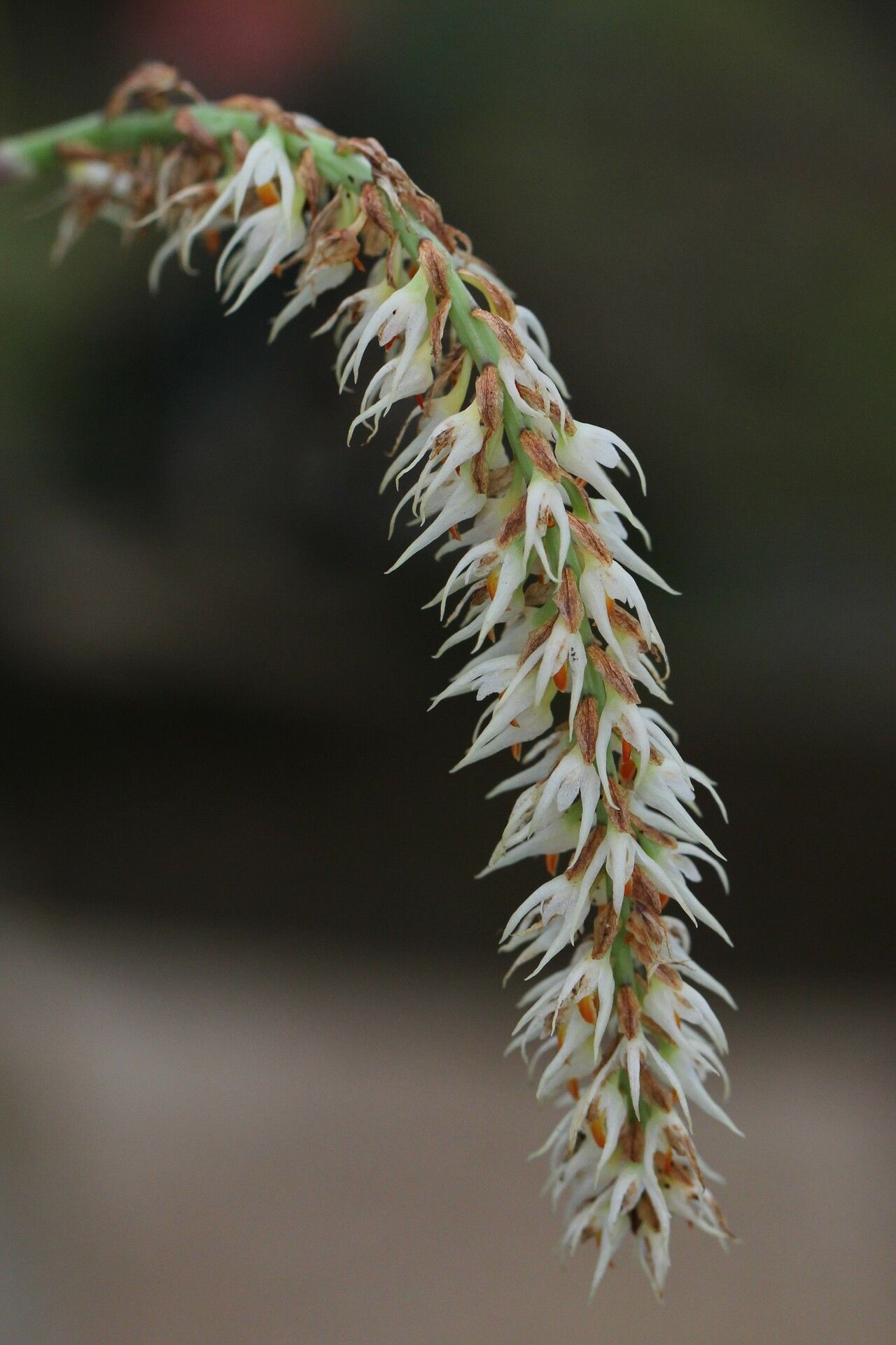 Bulbophyllum josephi — houseplant care guide