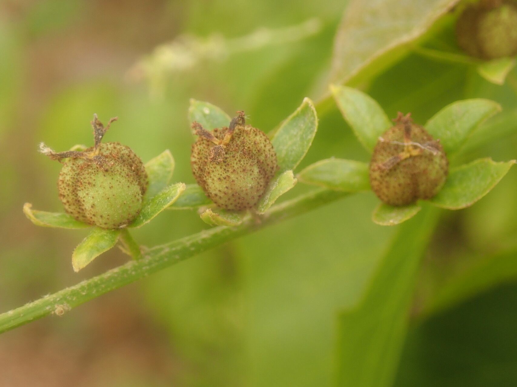 Croton adenophorus fruit