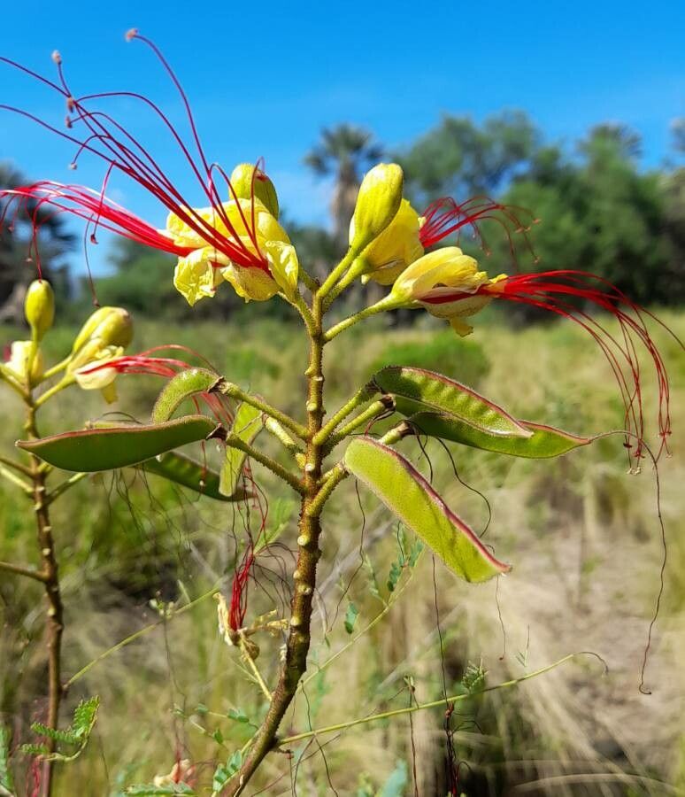 Caesalpinia gilliesii flower