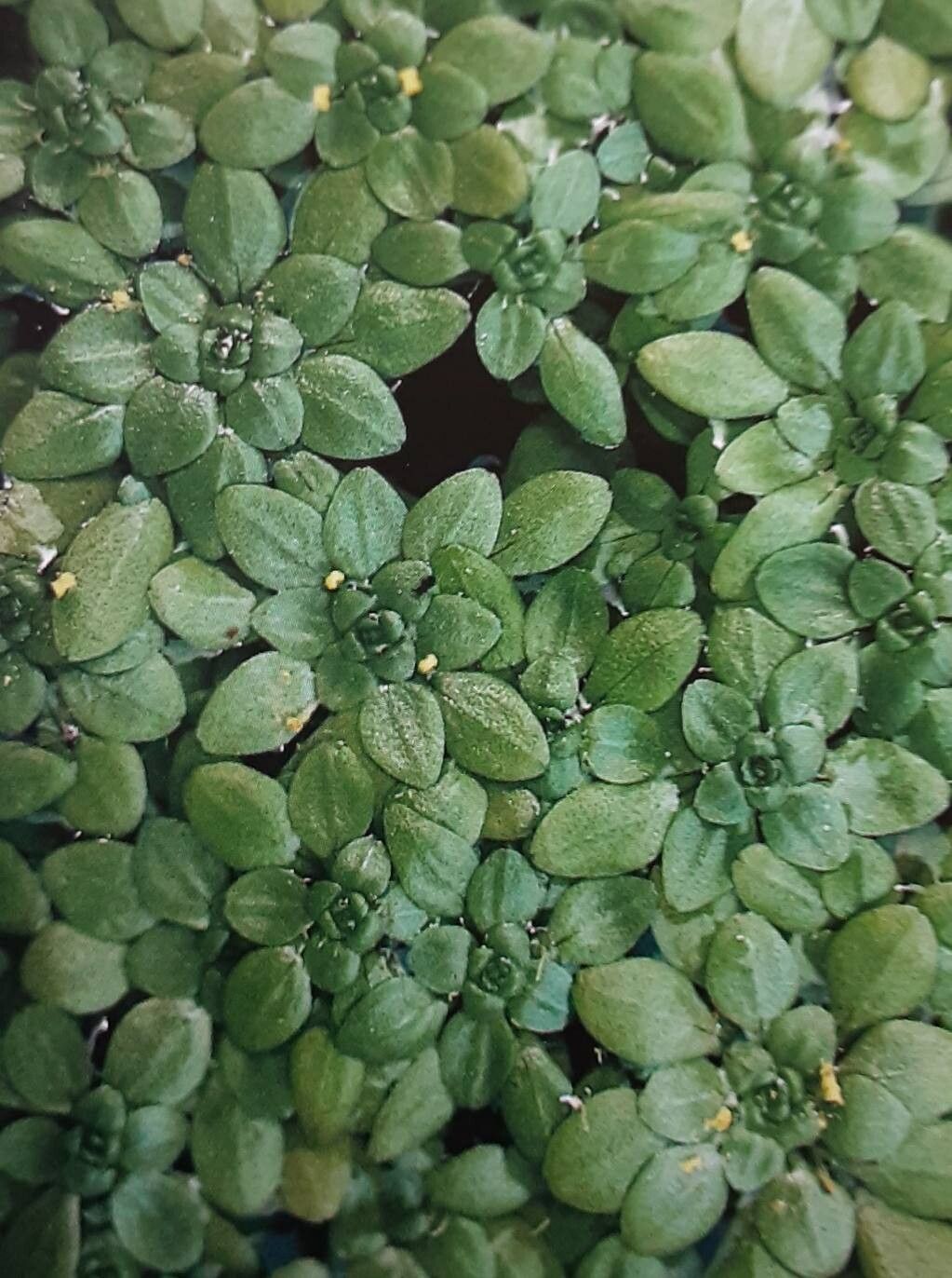 Callitriche cophocarpa — related species from the same genus