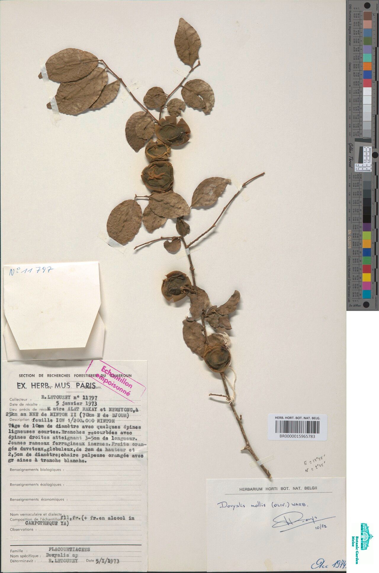 Dovyalis mollis — houseplant care guide