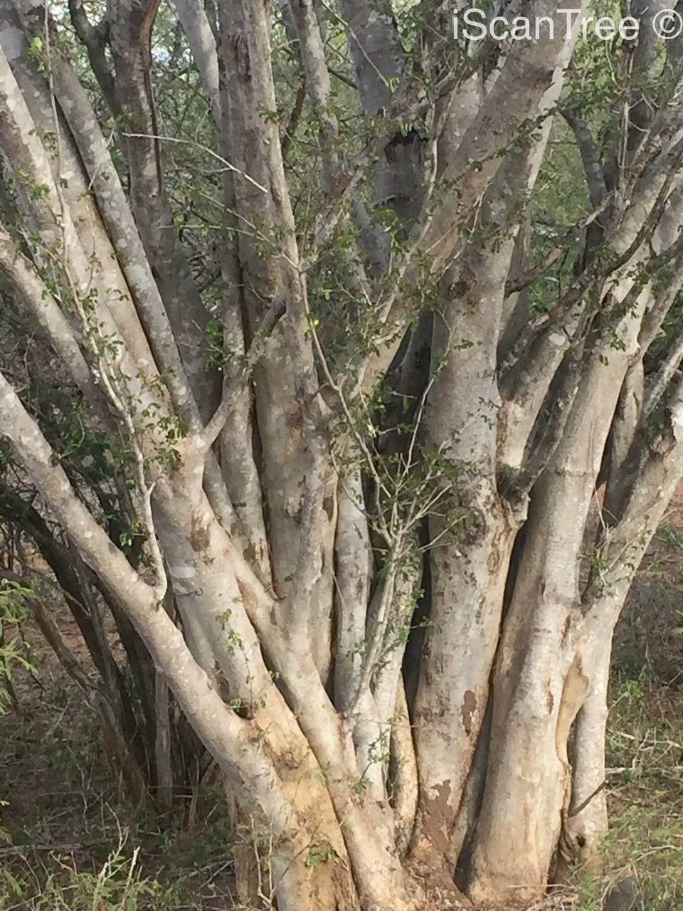 Albizia petersiana bark