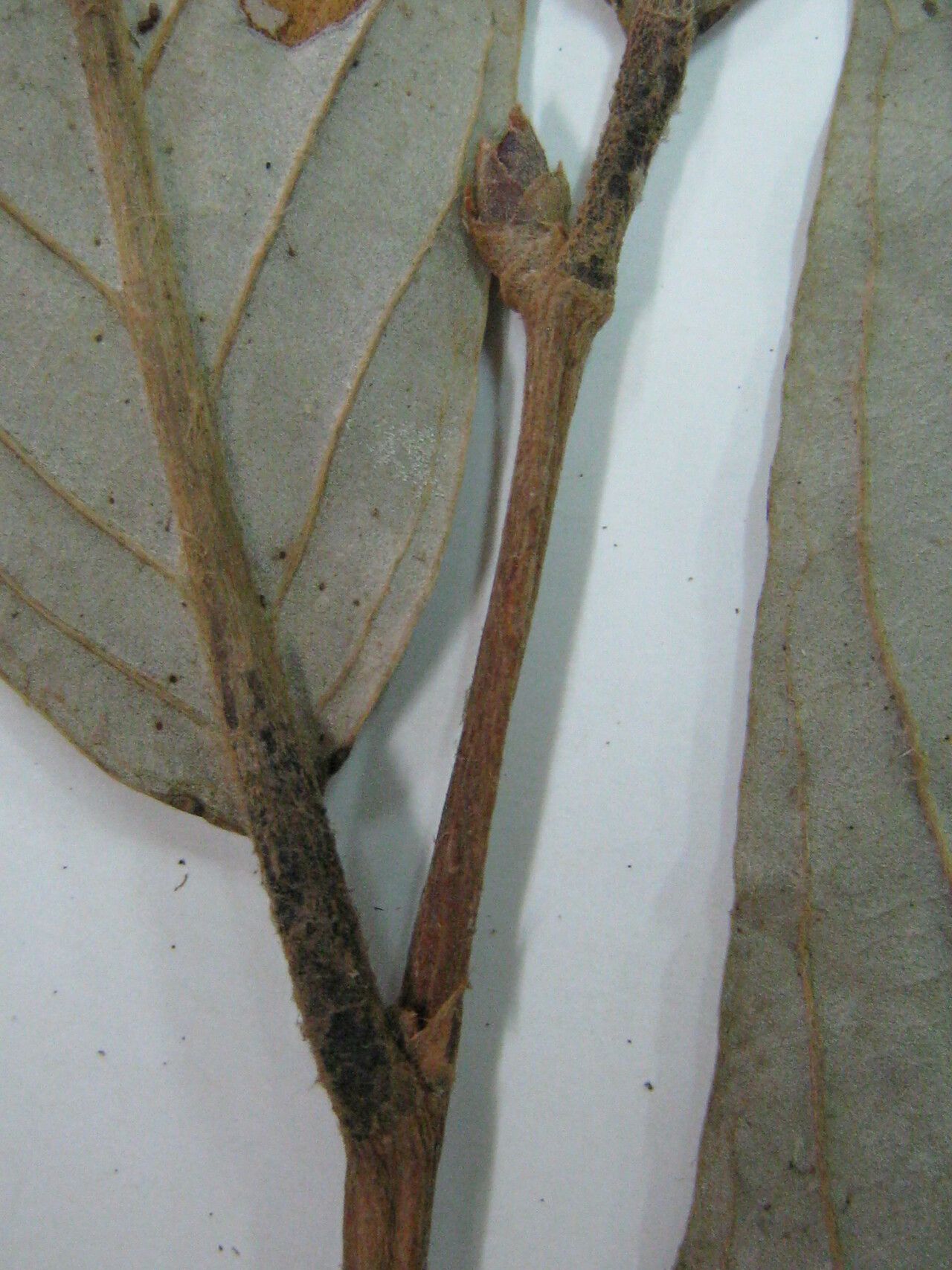 Couepia excelsa other