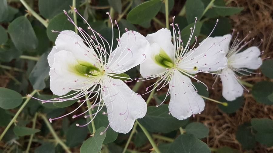Capparis ovata flower