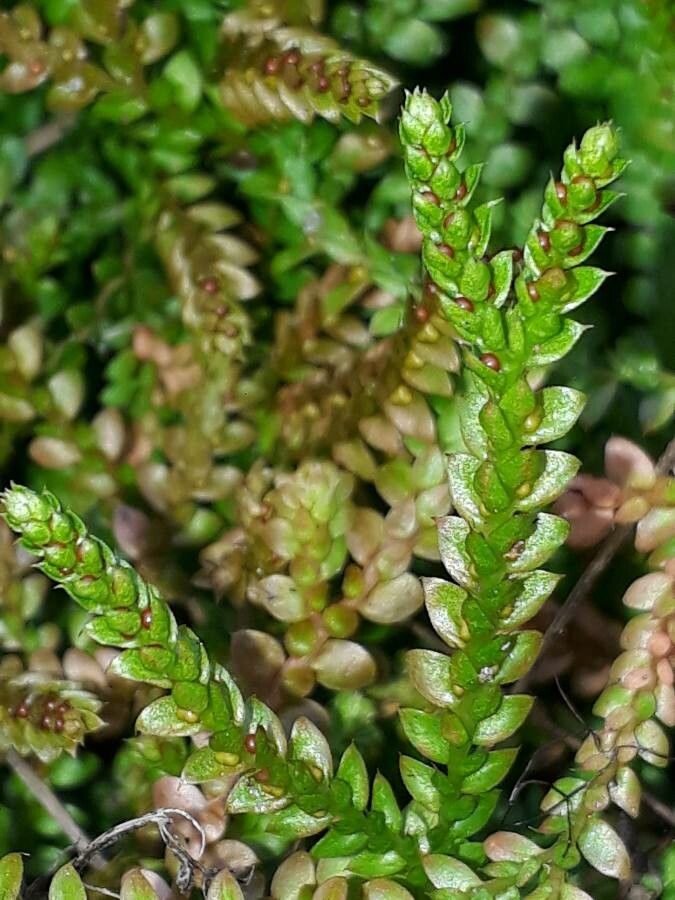 Selaginella denticulata flower