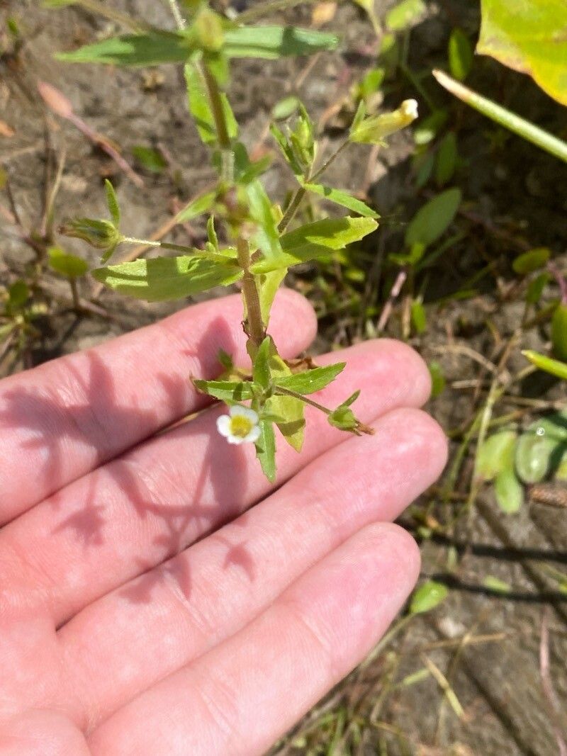 Gratiola neglecta flower