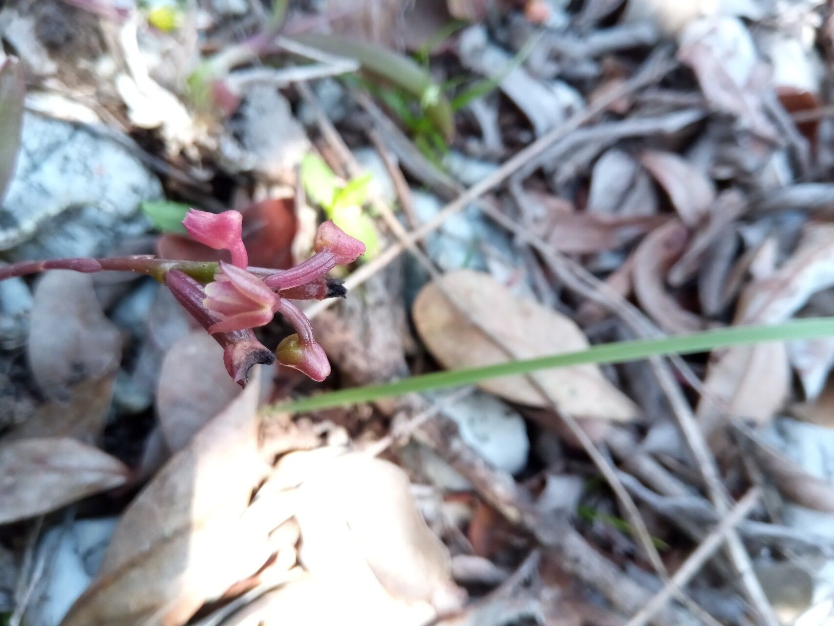 Polystachya monophylla — houseplant care guide