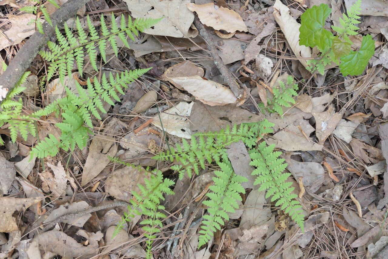 Athyrium asplenioides habit