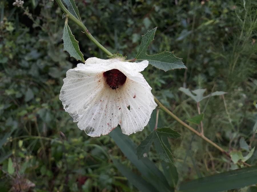 Hibiscus aculeatus flower
