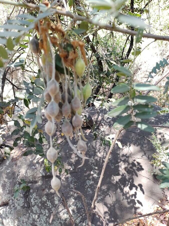 Sophora macrocarpa fruit