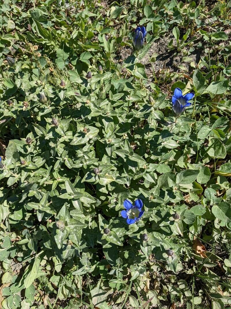 Gentiana calycosa leaf
