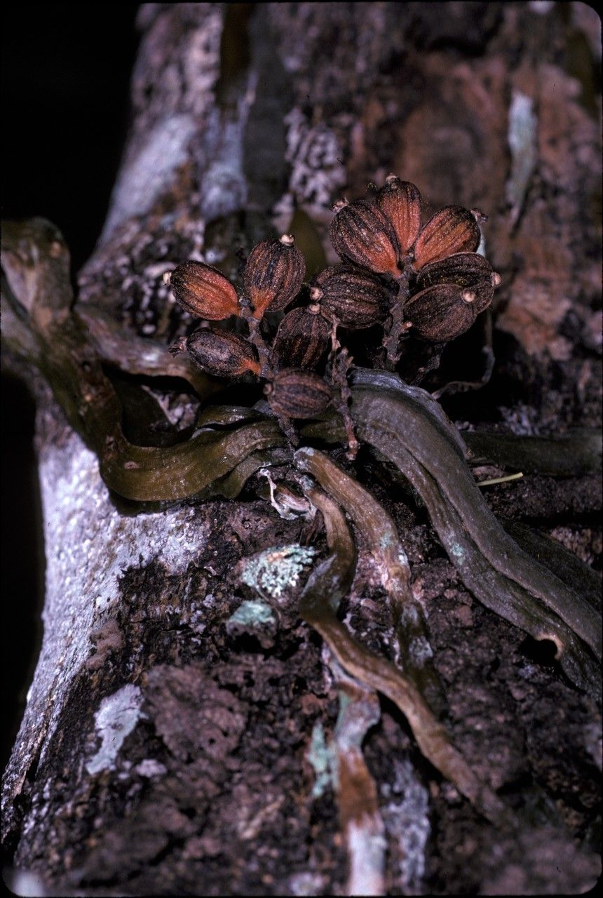 Campylocentrum pachyrrhizum fruit