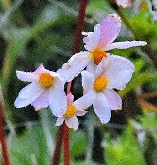 Begonia octopetala — houseplant care guide