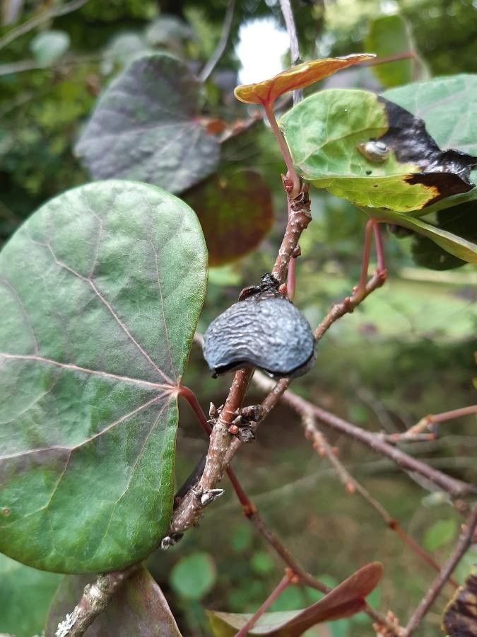 Disanthus cercidifolius fruit