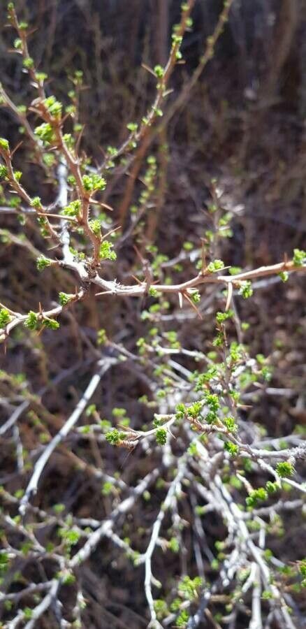 Sophora prostrata bark