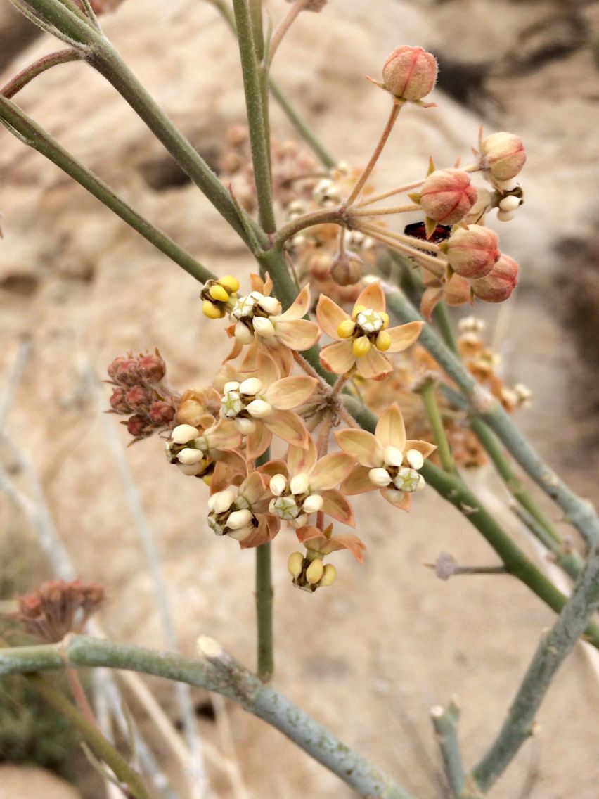 Asclepias albicans