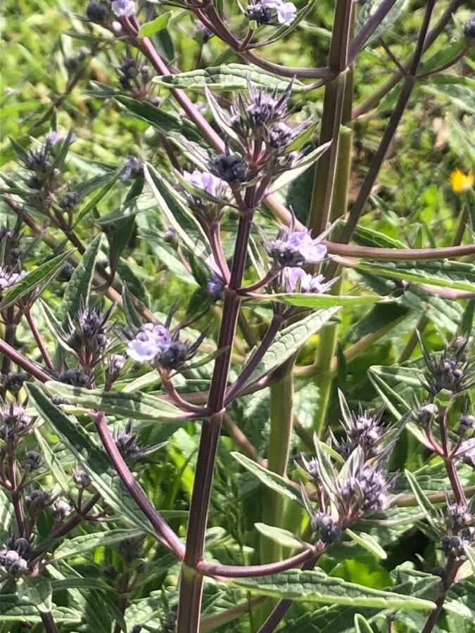 Nepeta hispanica leaf