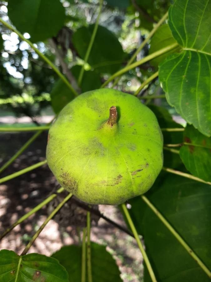 Hura crepitans fruit