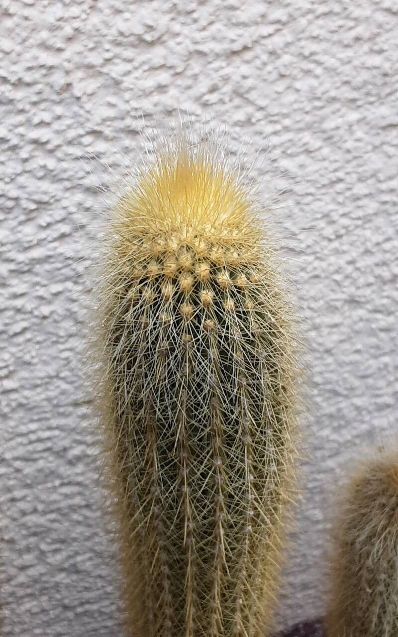 Vatricania guentheri leaf