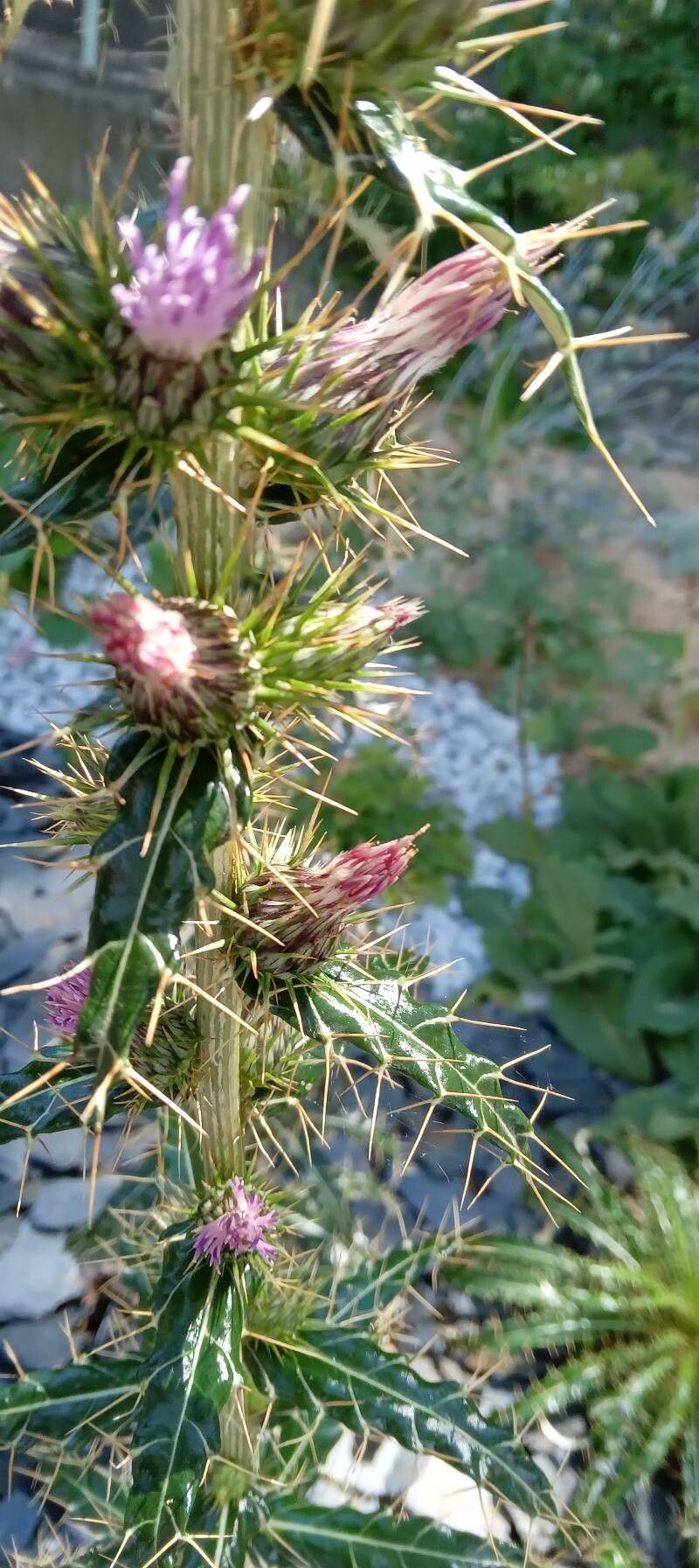 Ptilostemon casabonae flower