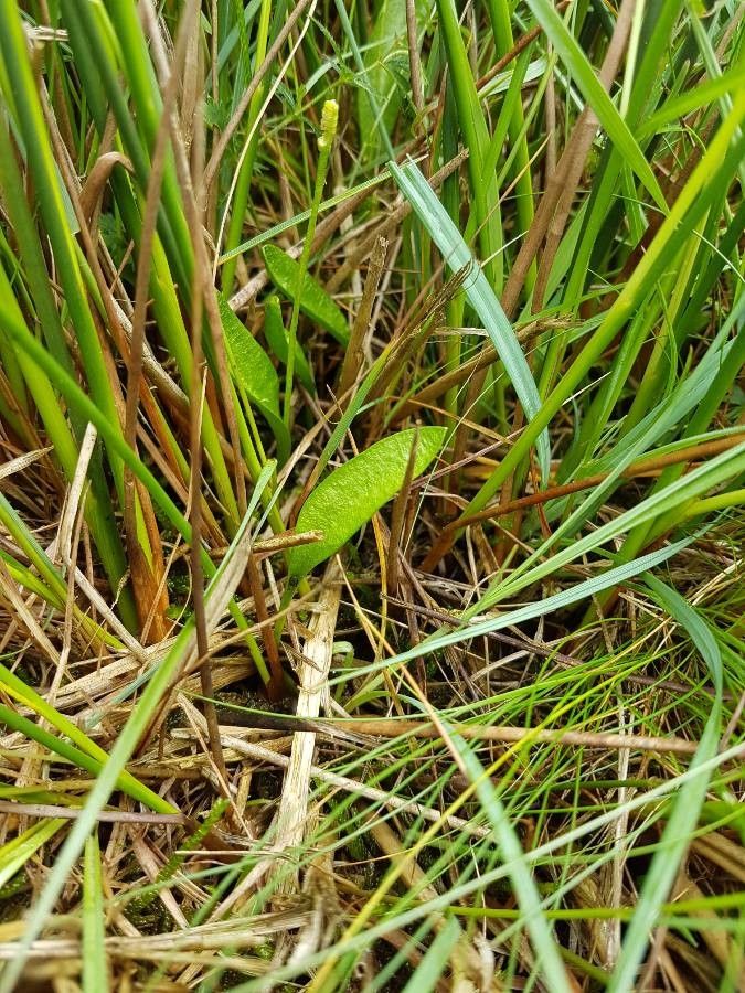 Ophioglossum azoricum — search result for 'Azores'