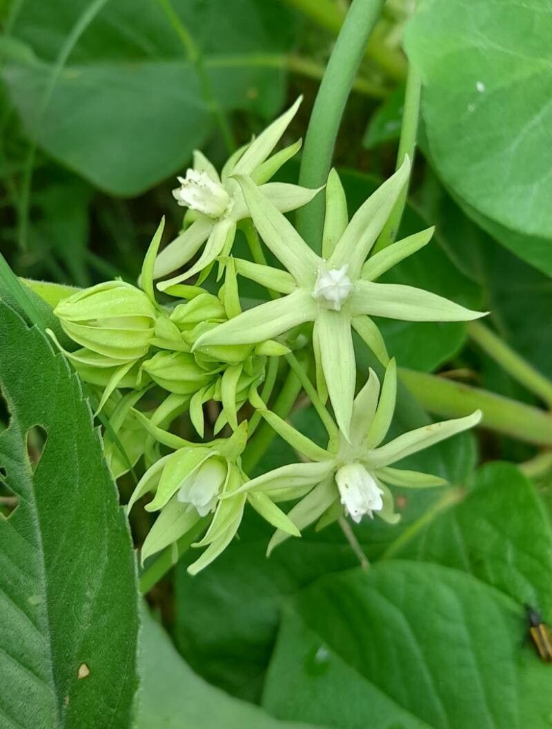 Araujia odorata flower