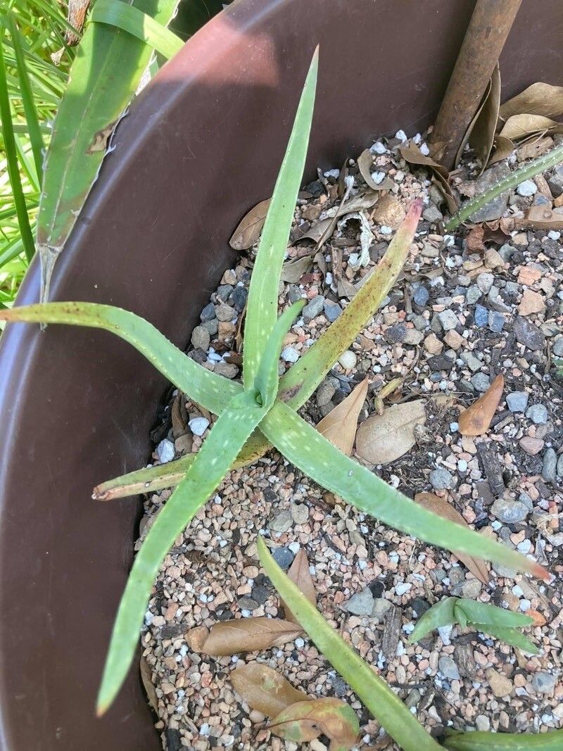 Aloe diolii leaf