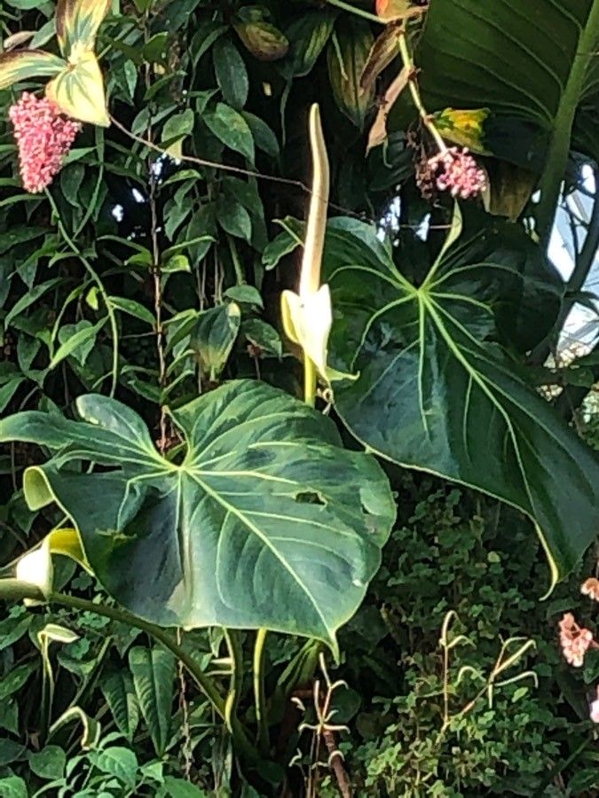 Anthurium faustomirandae flower