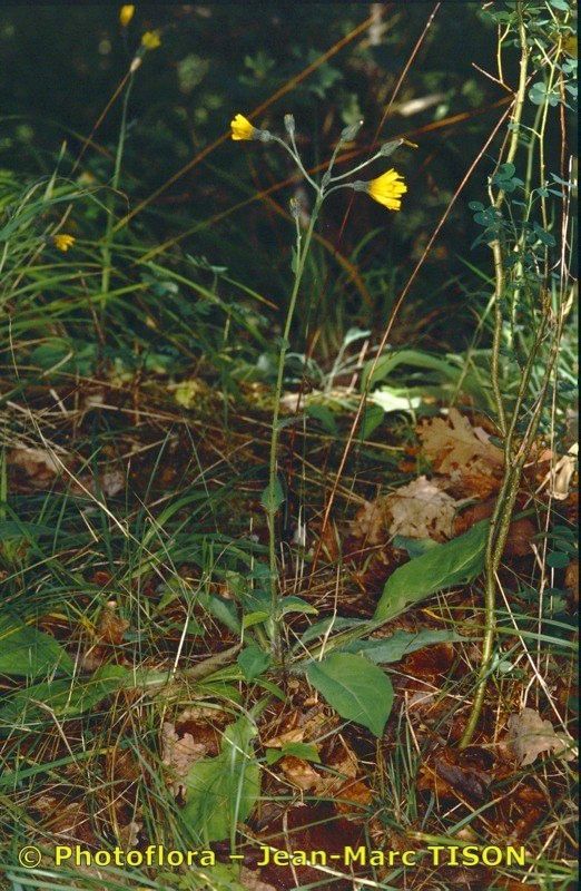 Hieracium lychnitis habit