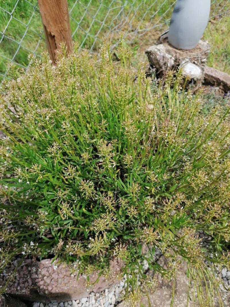 Iberis amara x Iberis pinnata