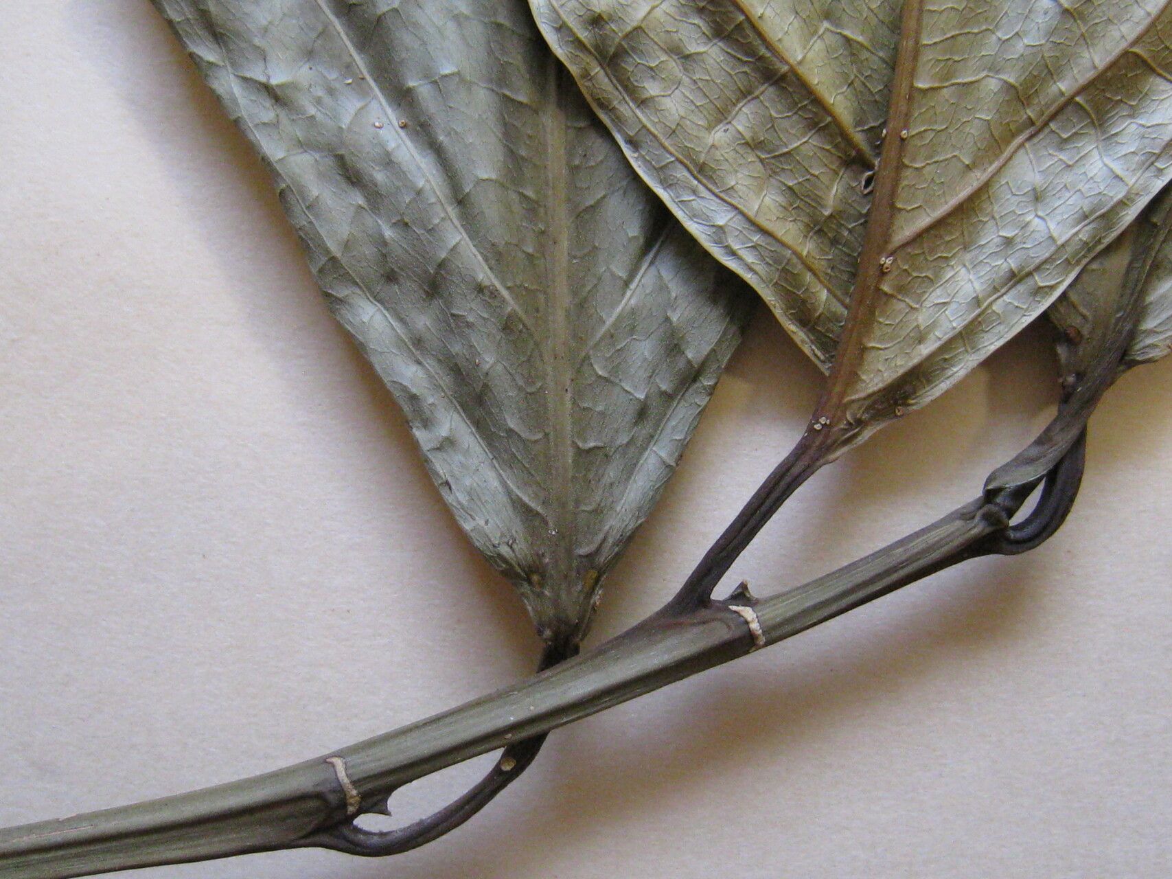 Caryodendron amazonicum other