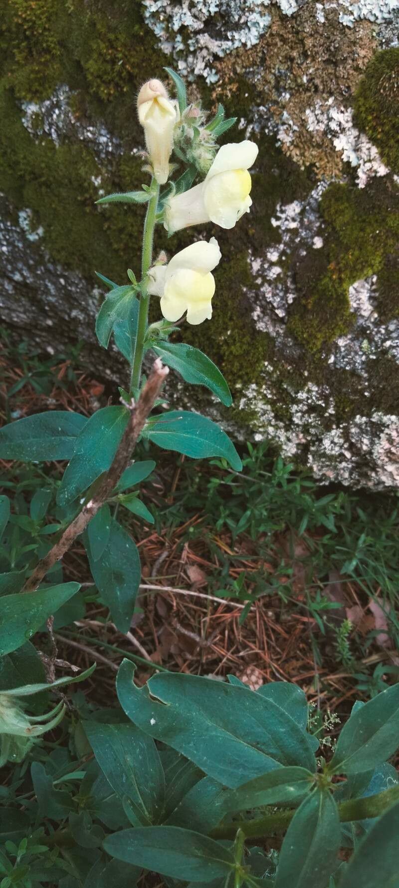Antirrhinum meonanthum — search result for 'Antirrhinum'