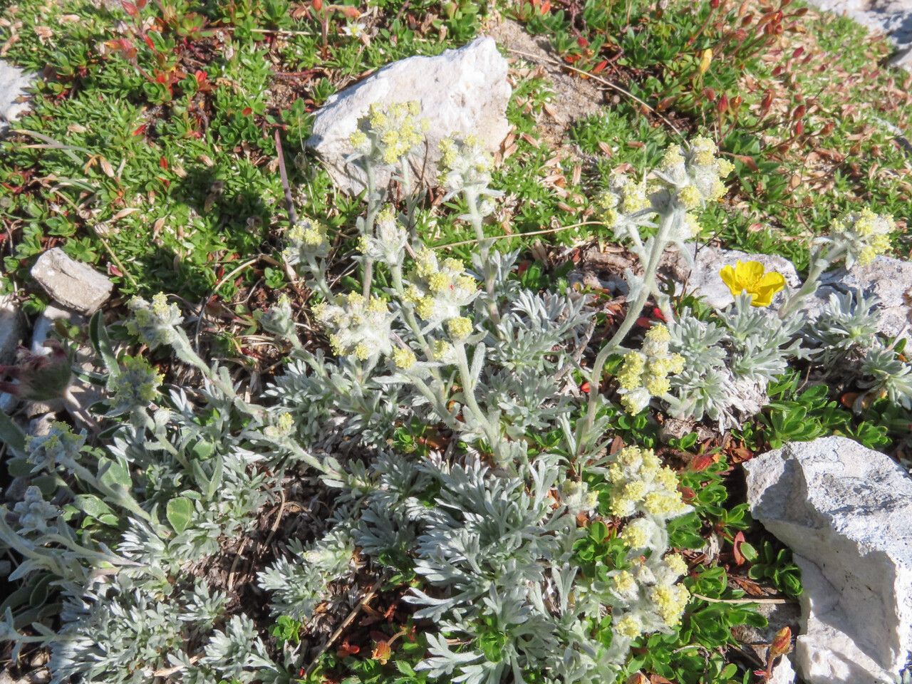 Artemisia eriantha habit