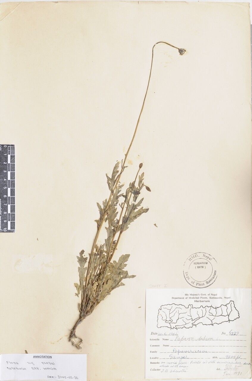 Papaver glabrum — search result for 'Papaver'