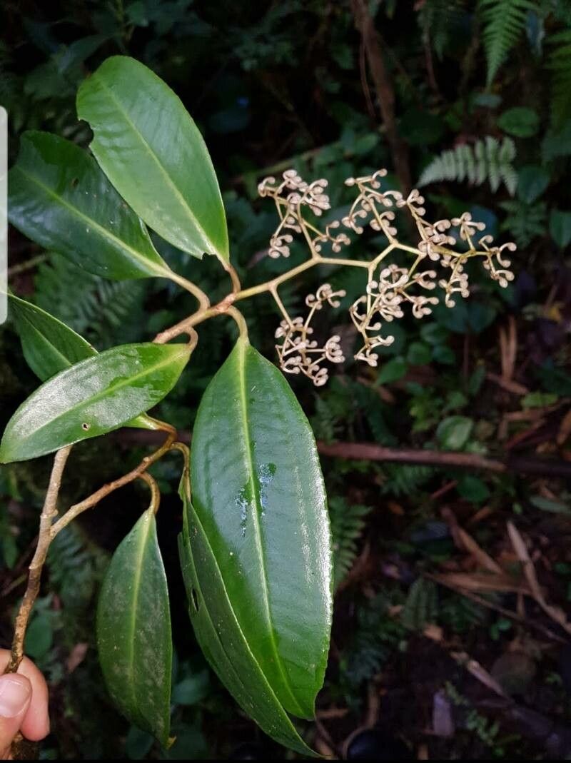 Ardisia glandulosomarginata — search result for 'Ardisia'