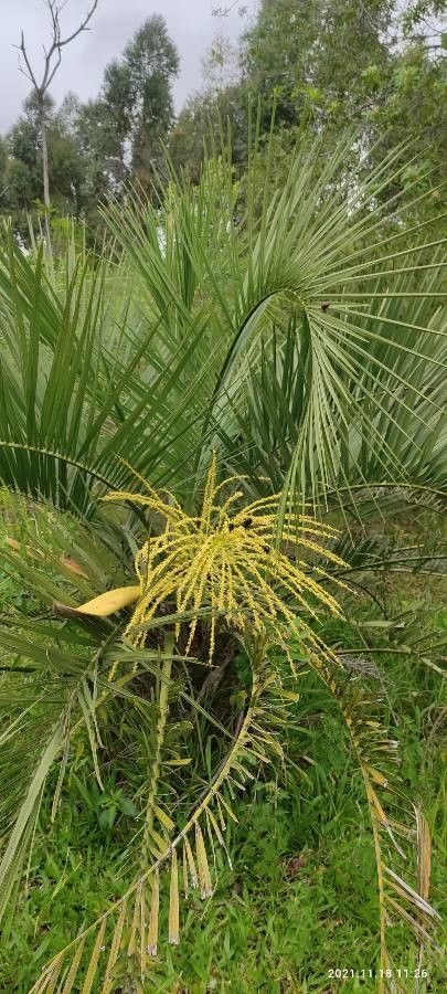 Butia catarinensis habit
