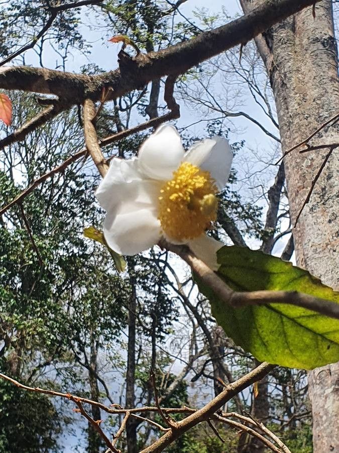 Oncoba spinosa flower