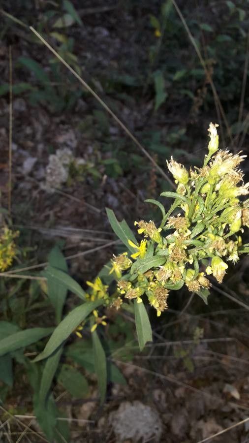 Solidago virgaurea