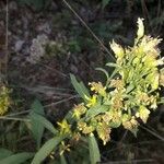 Solidago virgaurea