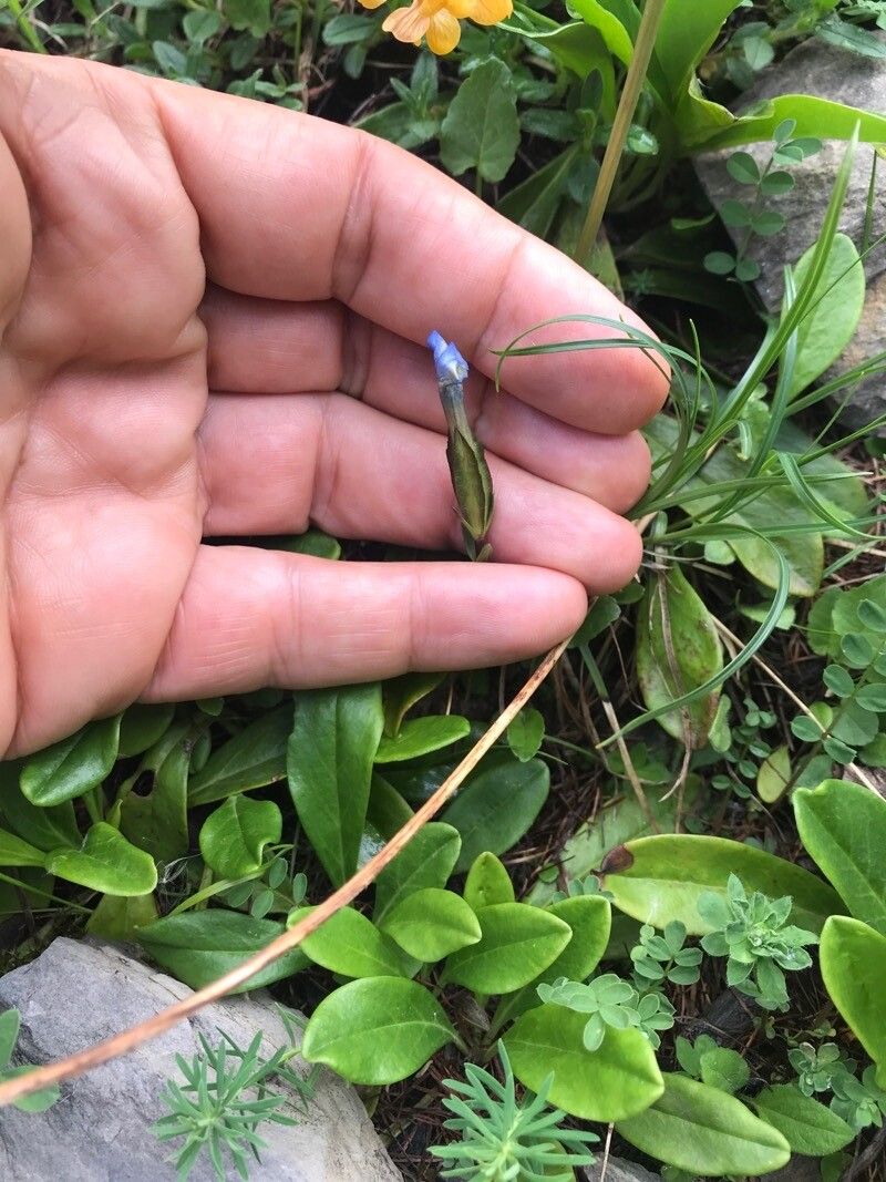 Gentiana verna fruit