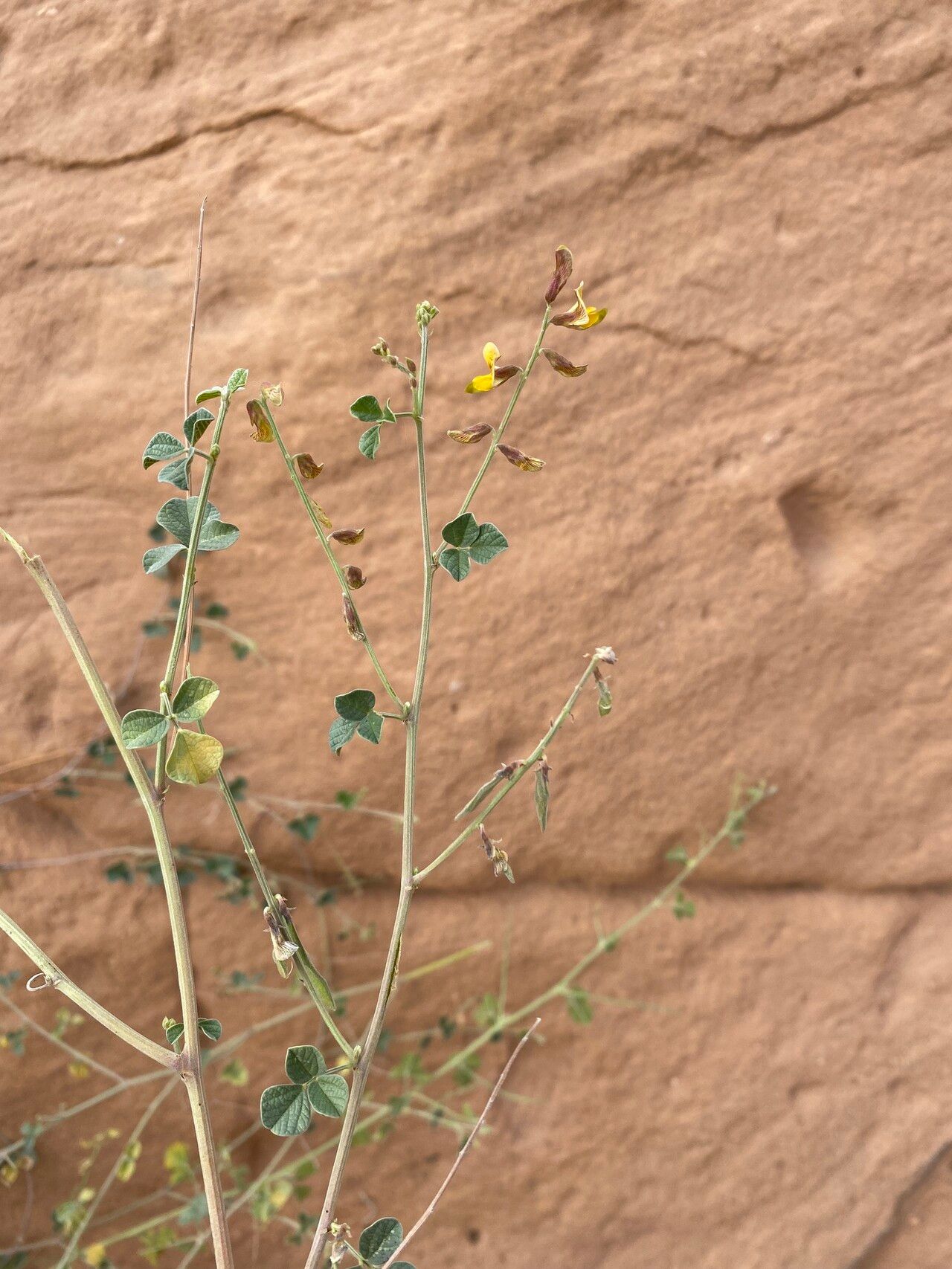 Rhynchosia malacophylla habit