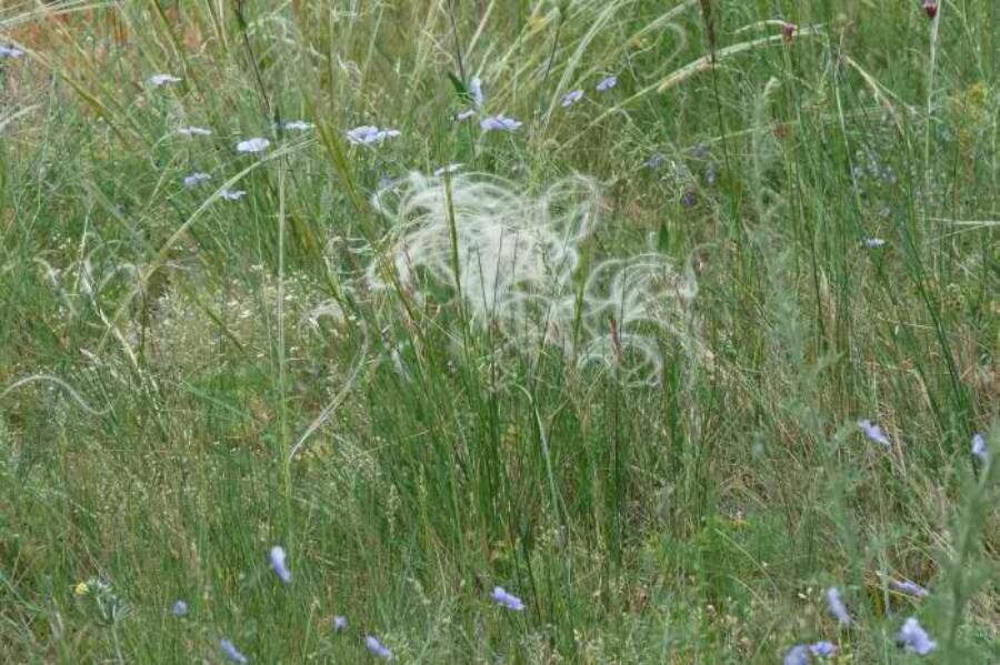 Stipa capillata leaf