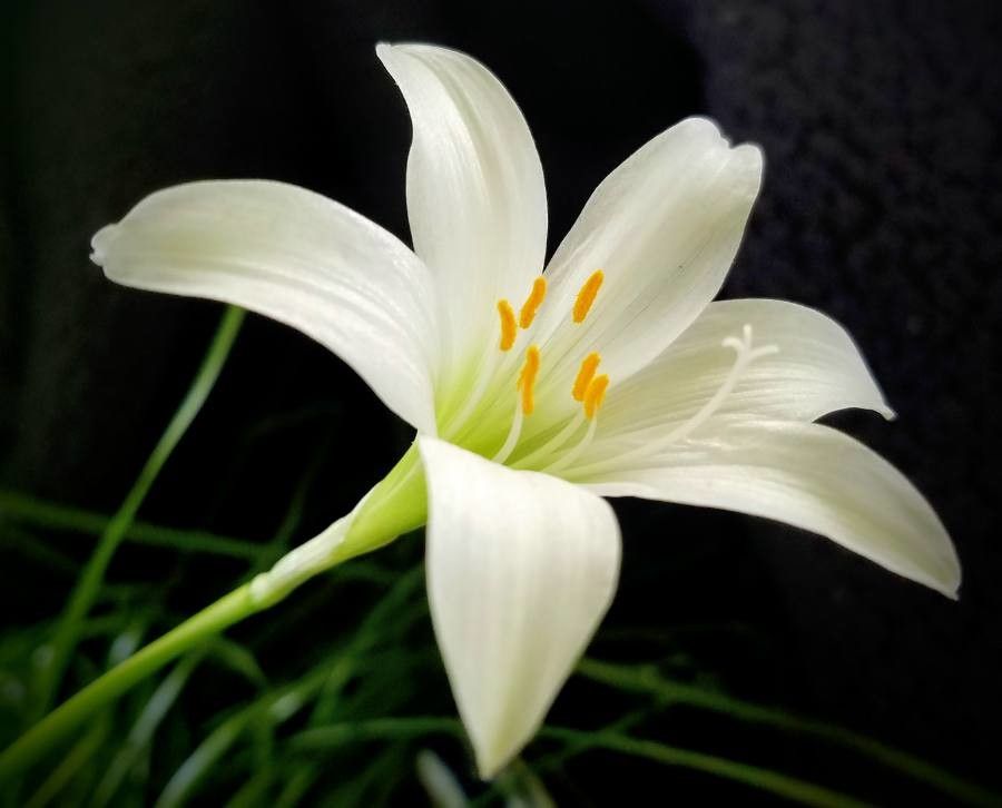 Zephyranthes atamasca — houseplant care guide