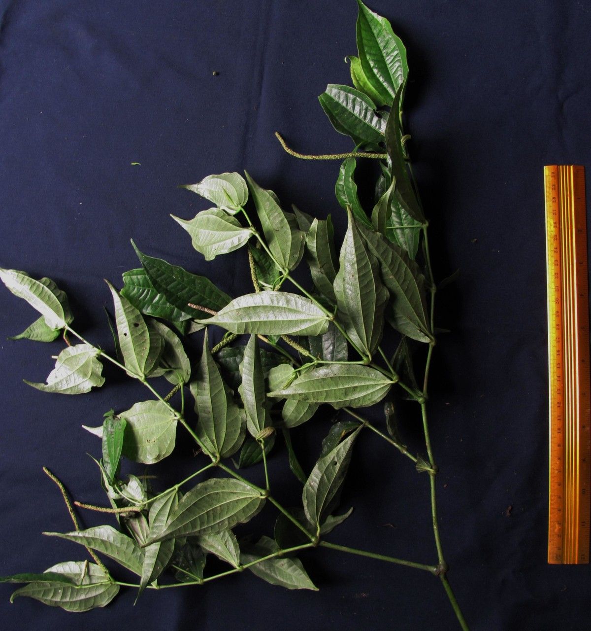 Piper conversum other