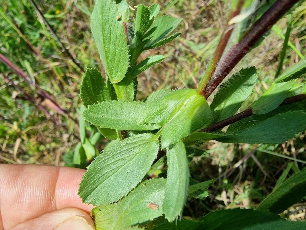 Ononis alopecuroides — houseplant care guide