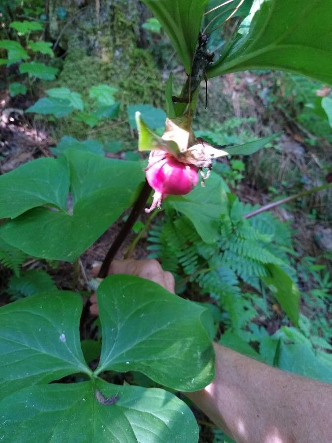 Trillium cernuum flower