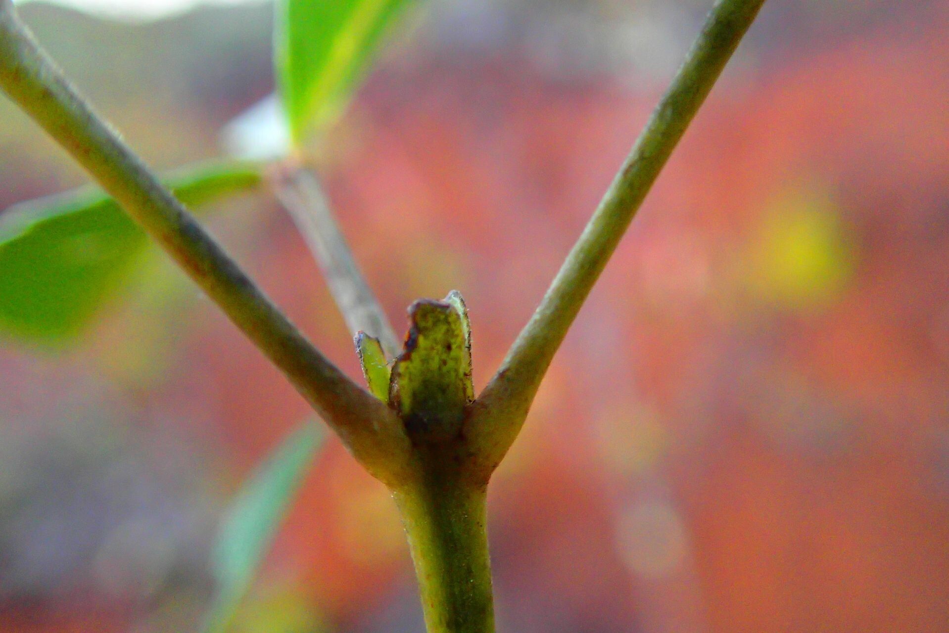 Pancheria reticulata bark