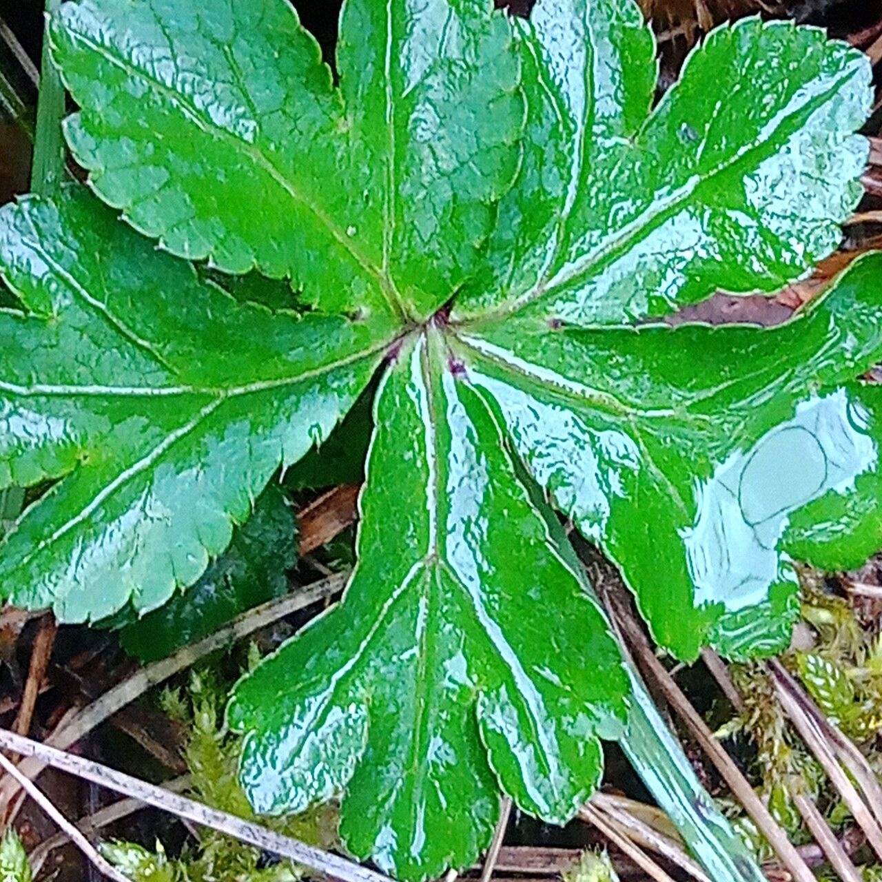 Sanicula liberta — search result for 'Sanicula'