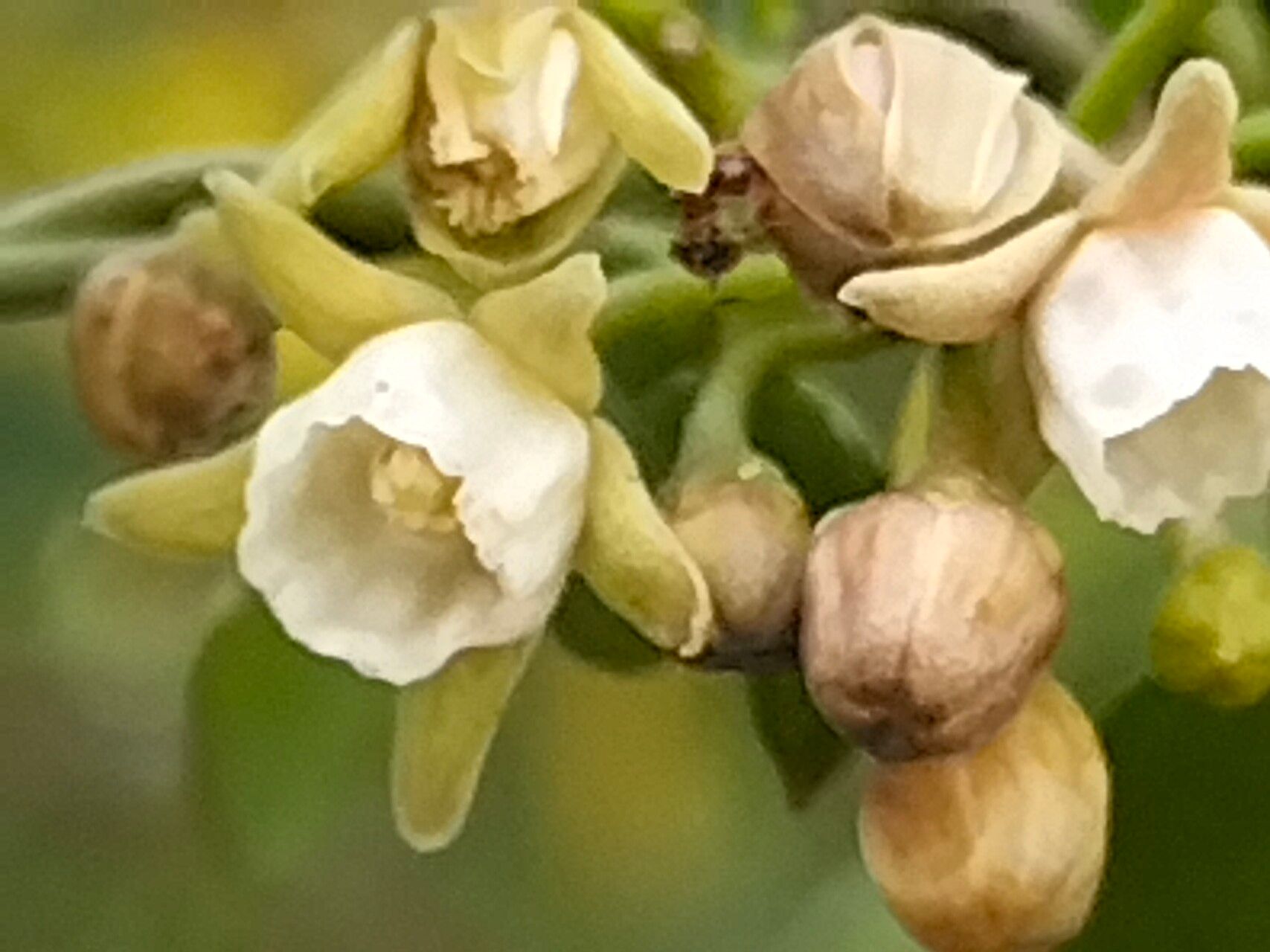 Cynanchum ellipticum flower