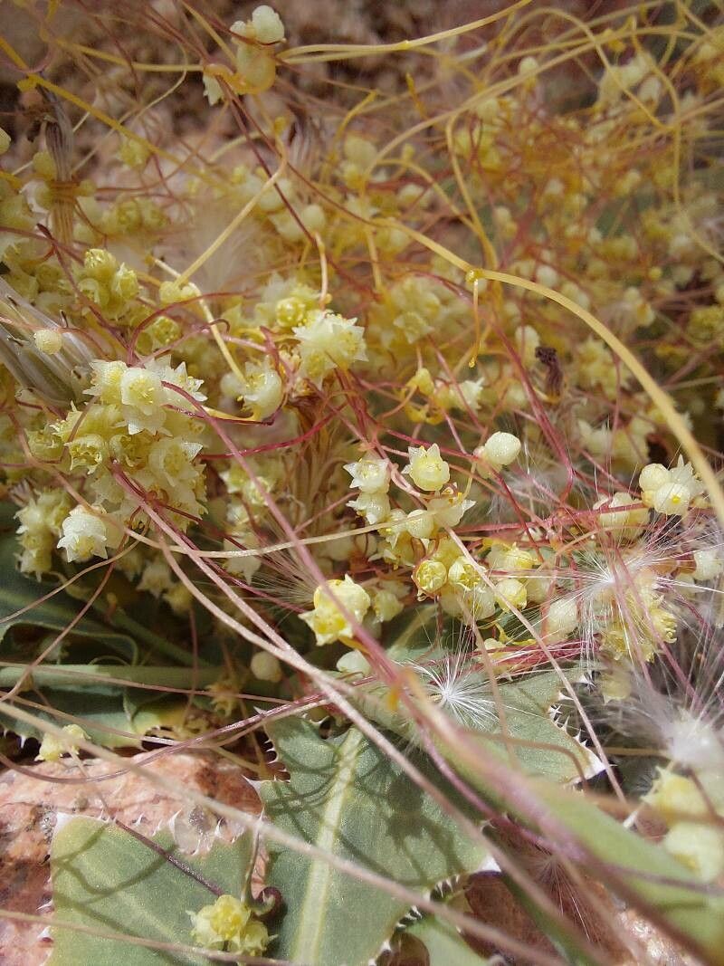 Cuscuta palaestina — search result for 'Cuscuta'